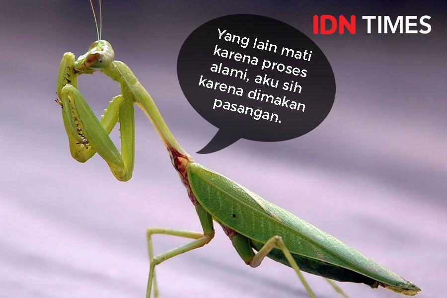 6 Hewan Ini Menunggu Seumur Hidup untuk Melakukan Seks, Kemudian Mati