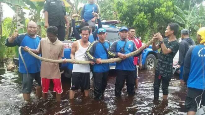 Rizki Ahmad Meninggal Dunia Usai Dipatuk King Kobra