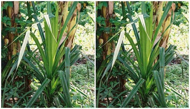 Inilah 4 Fakta Pandan Langka yang Jadi Pertanda Berlian Berharga Bikin Kaya
