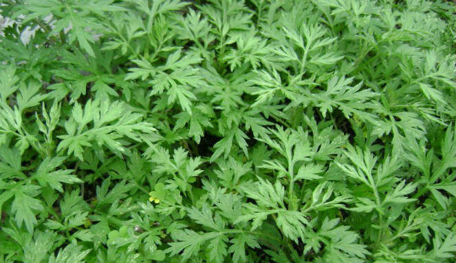 &#91;Herbal&#93; Lalapan Sehat Untuk Atasi Berbagai Penyakit