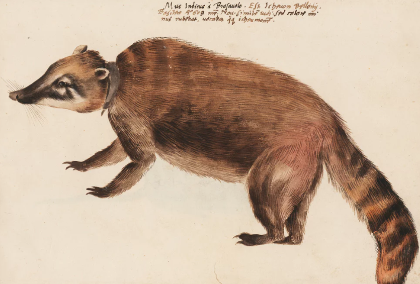 Lukisan Hewan Abad ke 16 dari Cat Air