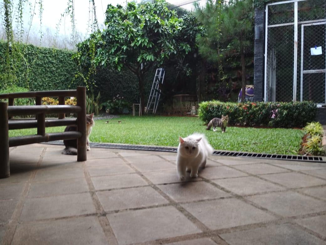 RUMAH KUCING KEDUA KAMU