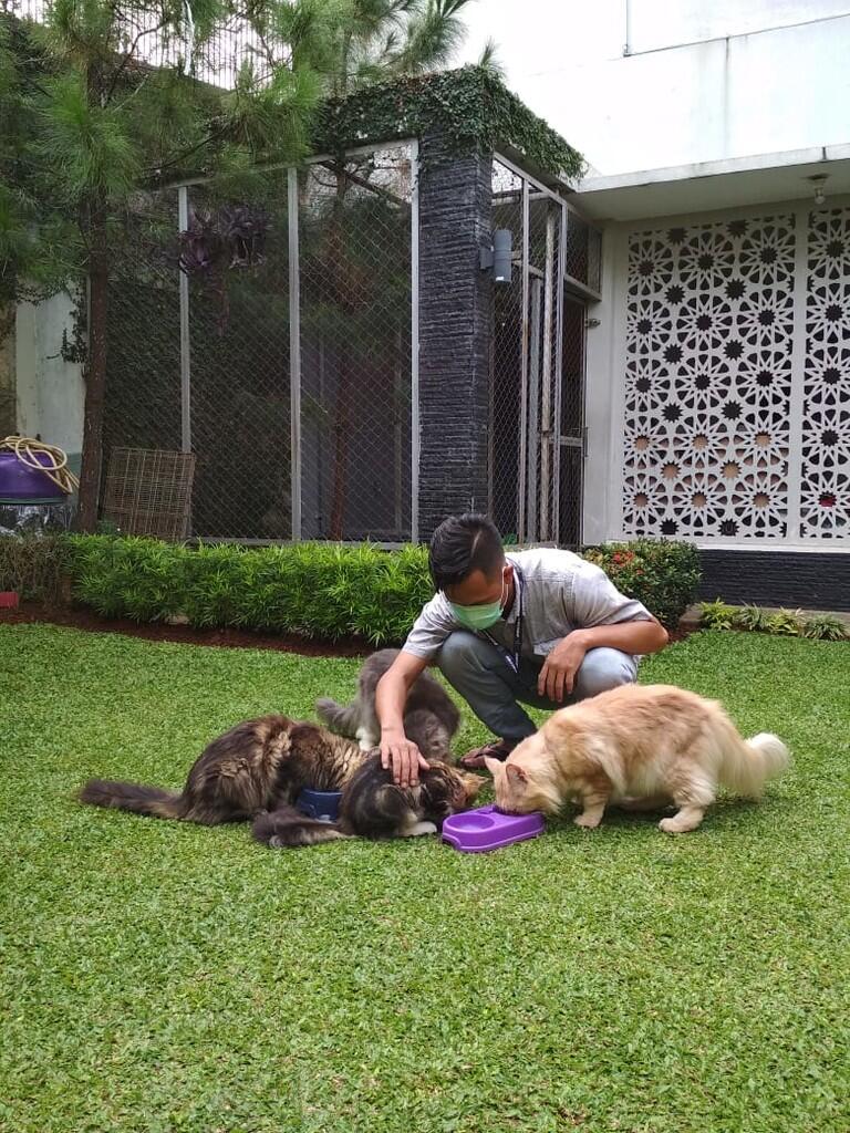 RUMAH KUCING KEDUA KAMU