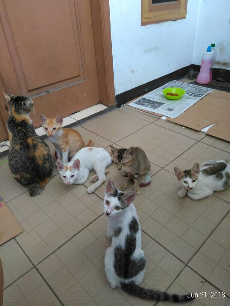 &#91;FREE ADOPSI&#93; Anak Kucing Liar - Butuh Owner yang Menyayangi