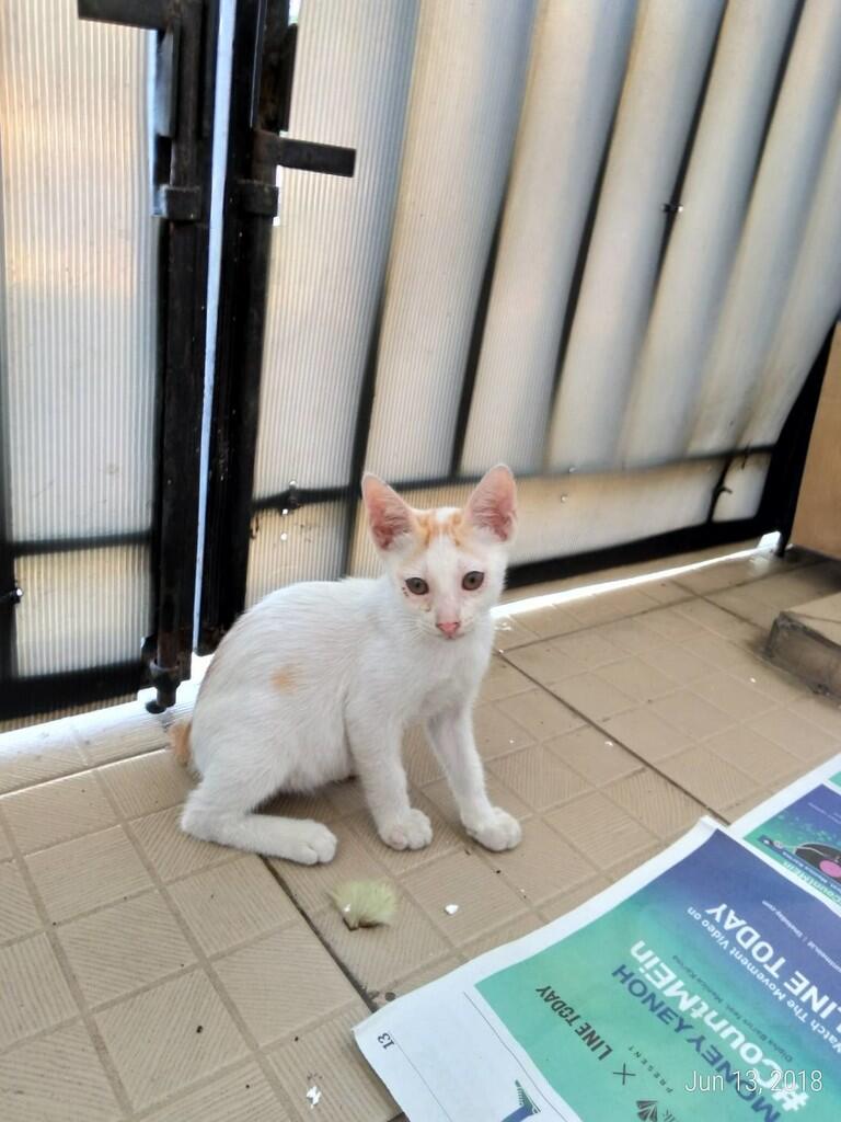 &#91;FREE ADOPSI&#93; Anak Kucing Liar - Butuh Owner yang Menyayangi