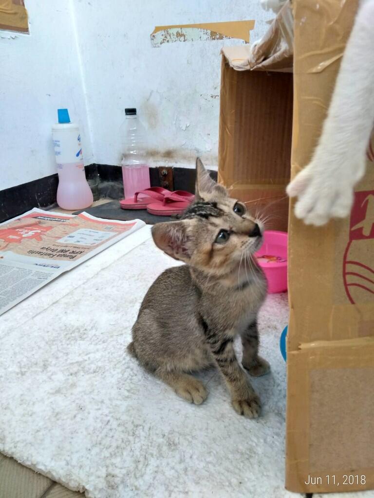 &#91;FREE ADOPSI&#93; Anak Kucing Liar - Butuh Owner yang Menyayangi