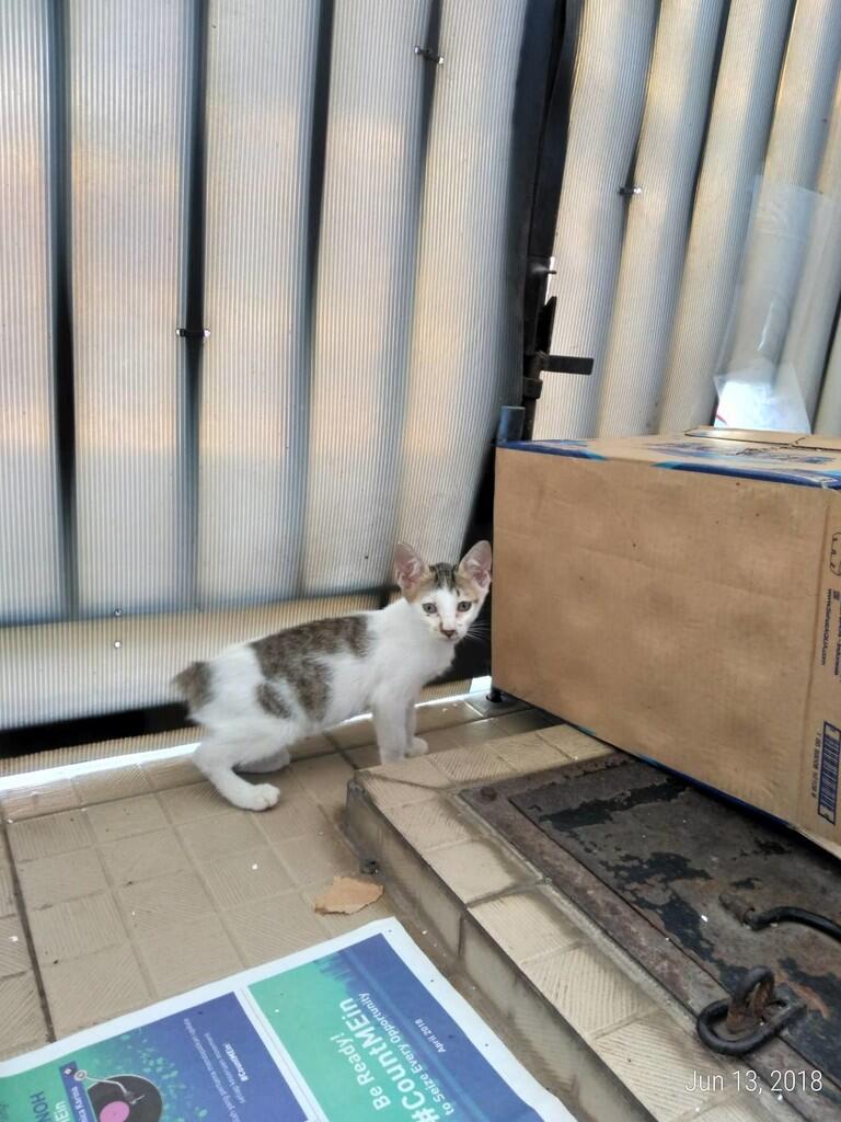&#91;FREE ADOPSI&#93; Anak Kucing Liar - Butuh Owner yang Menyayangi
