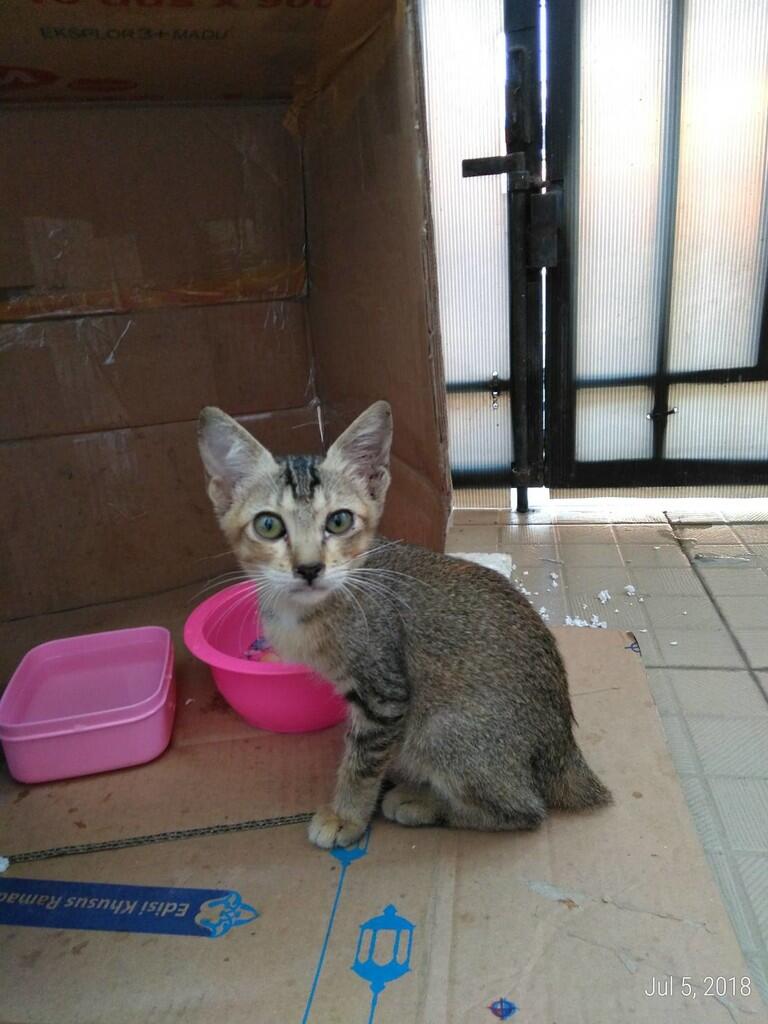 &#91;FREE ADOPSI&#93; Anak Kucing Liar - Butuh Owner yang Menyayangi