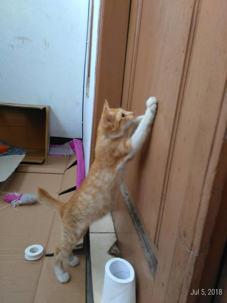 &#91;FREE ADOPSI&#93; Anak Kucing Liar - Butuh Owner yang Menyayangi