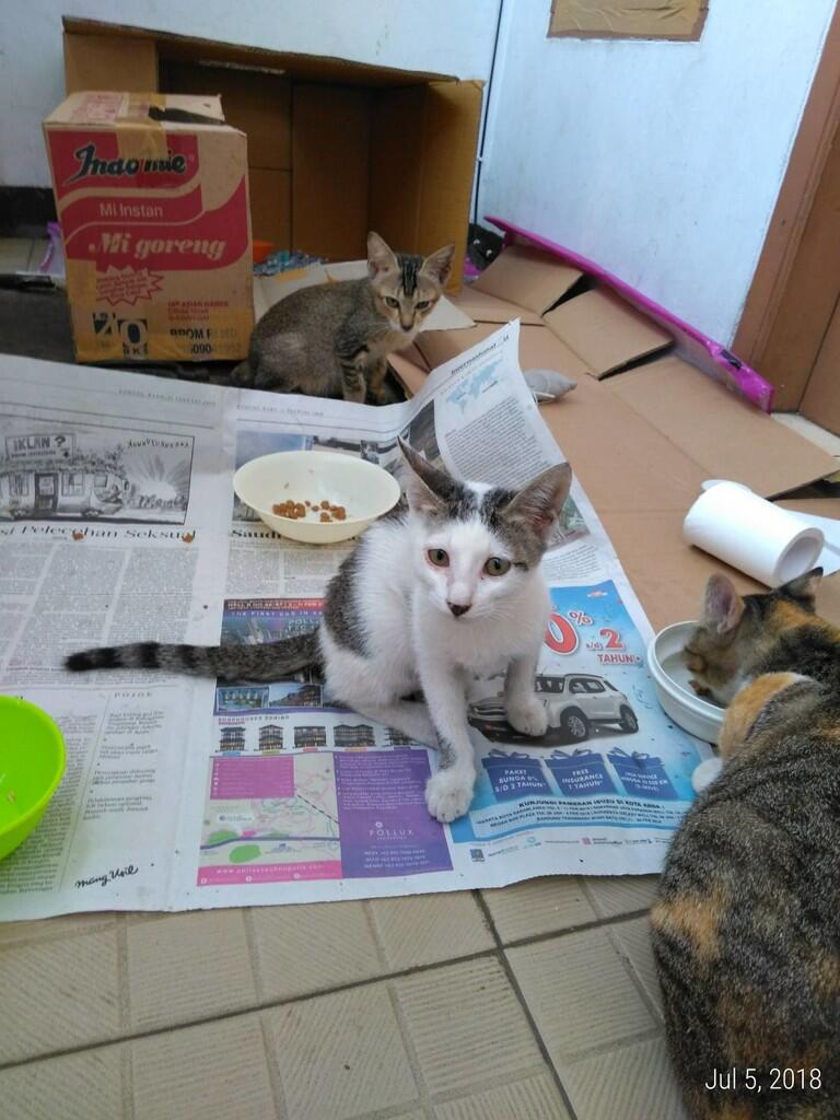 &#91;FREE ADOPSI&#93; Anak Kucing Liar - Butuh Owner yang Menyayangi