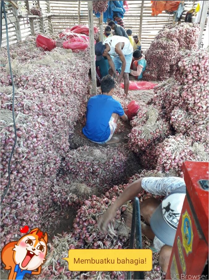 Saya bisa sedia in bawang merah dalam partai besar