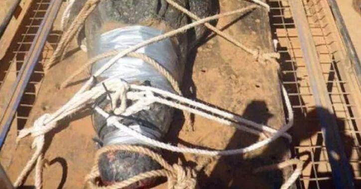 8 Tahun Diburu, Buaya Monster Australia Ini Berhasil Ditangkap