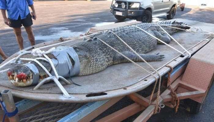 8 Tahun Diburu, Buaya Monster Australia Ini Berhasil Ditangkap