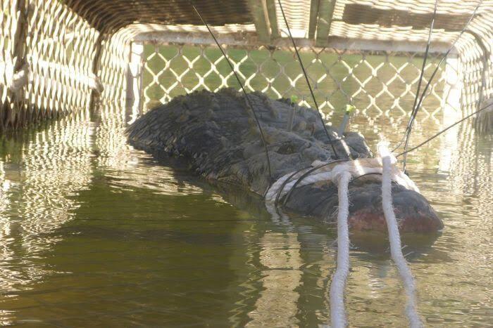 8 Tahun Diburu, Buaya Monster Australia Ini Berhasil Ditangkap