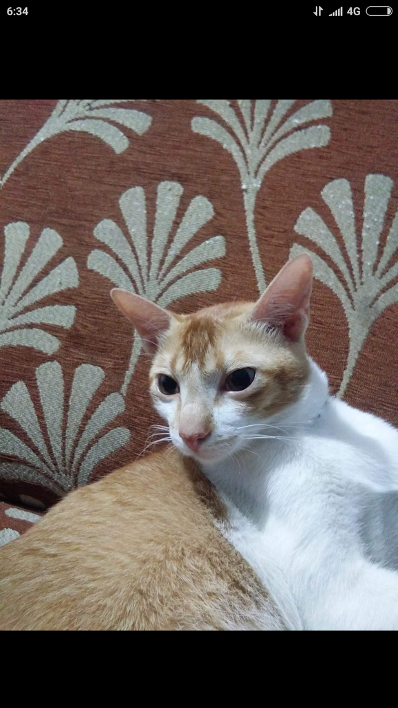 Pelajaran untuk anda wahai pecinta kucing