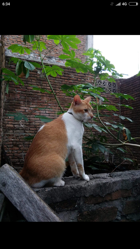 Pelajaran untuk anda wahai pecinta kucing