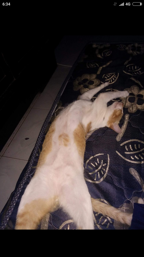 Pelajaran untuk anda wahai pecinta kucing