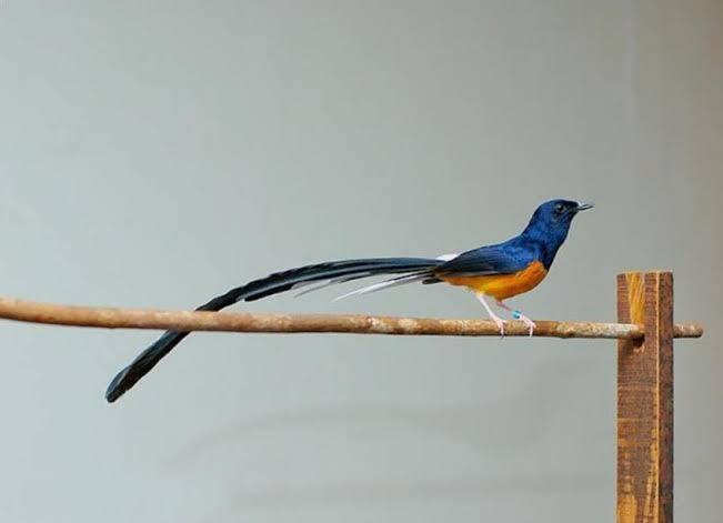 Burung Kicau Termahal Di Indonesia