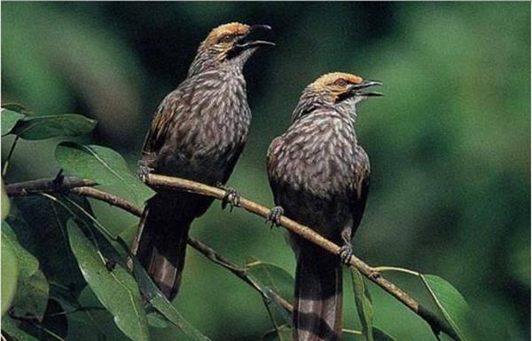 Burung Kicau Termahal Di Indonesia