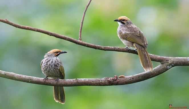 Burung Kicau Termahal Di Indonesia