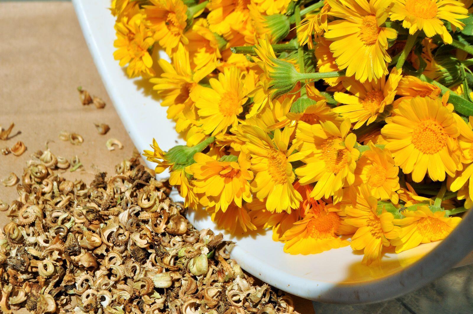 Mengenal Calendula, Bahan untuk Kecantikan dan Sejuta Manfaatnya