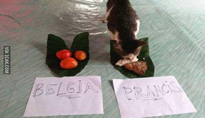 Saat Kucing dan Ayam Jadi Pemrediksi Piala Dunia, Hasilnya Bikin Ngakak