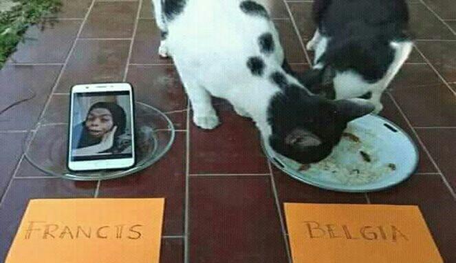 Saat Kucing dan Ayam Jadi Pemrediksi Piala Dunia, Hasilnya Bikin Ngakak