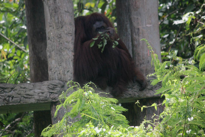 Vonis ringan untuk pembantai orangutan