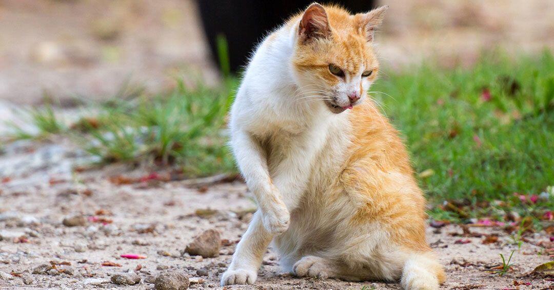 Mengenal Lebih Jelas Penyakit Rabies yang Bukan Hanya dari Anjing