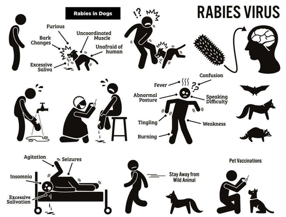 Mengenal Lebih Jelas Penyakit Rabies yang Bukan Hanya dari Anjing