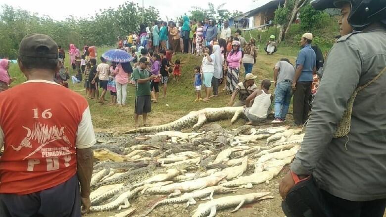 292 Buaya Dibantai Gara-gara Makan Seorang Warga di Sorong