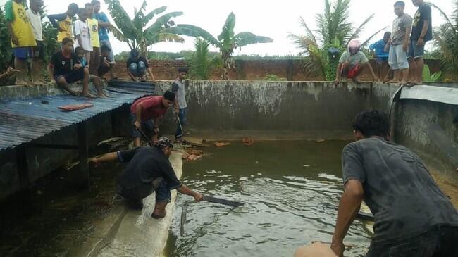 KLHK: 292 Buaya yang Dibantai di Sorong Semuanya Milik Pemerintah