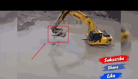 Pengemudi Excavator Dikejutkan dengan Sesuatu Bergerak saat Menggali, Ternyata Ini!