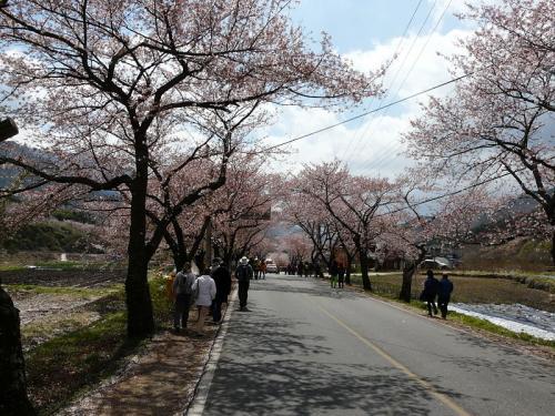 Spring In Korea: Aneka Informasi Dasar