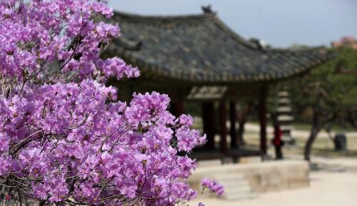 Spring In Korea: Aneka Informasi Dasar