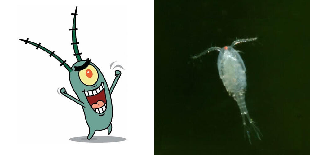 6. Plankton. 