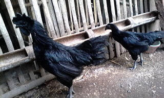 Potensi Dahsyat Dari Usaha Ternak Ayam Cemani Anda Wajib Baca