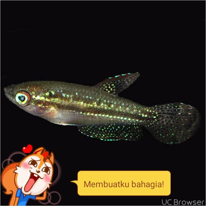 Sparkling gouramis / pygmy gourami