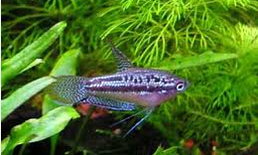 Sparkling gouramis / pygmy gourami