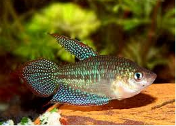 Sparkling gouramis / pygmy gourami