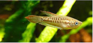 Sparkling gouramis / pygmy gourami