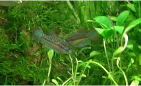 Sparkling gouramis / pygmy gourami