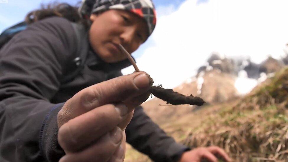 Dibanderol Rp 1,4 M per Kg, Obat Kuat Yarsagumba Banyak Dicari