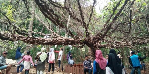 Wisata di kota Lamongan, Pantai kutang destinasi wisata bernama UNIK !