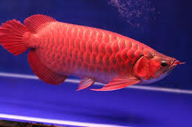Harga Ikan Mahal di Indonesia, Seharga Rumah!