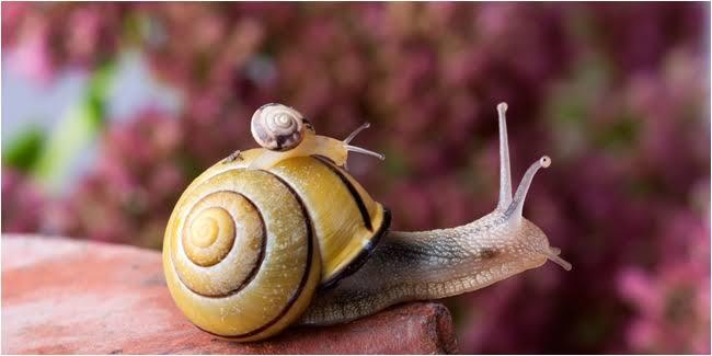 Facial Siput Banyak Diminati Saat Ini, Kamu Berani ?
