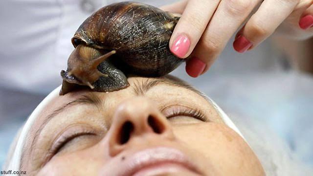 Facial Siput Banyak Diminati Saat Ini, Kamu Berani ?