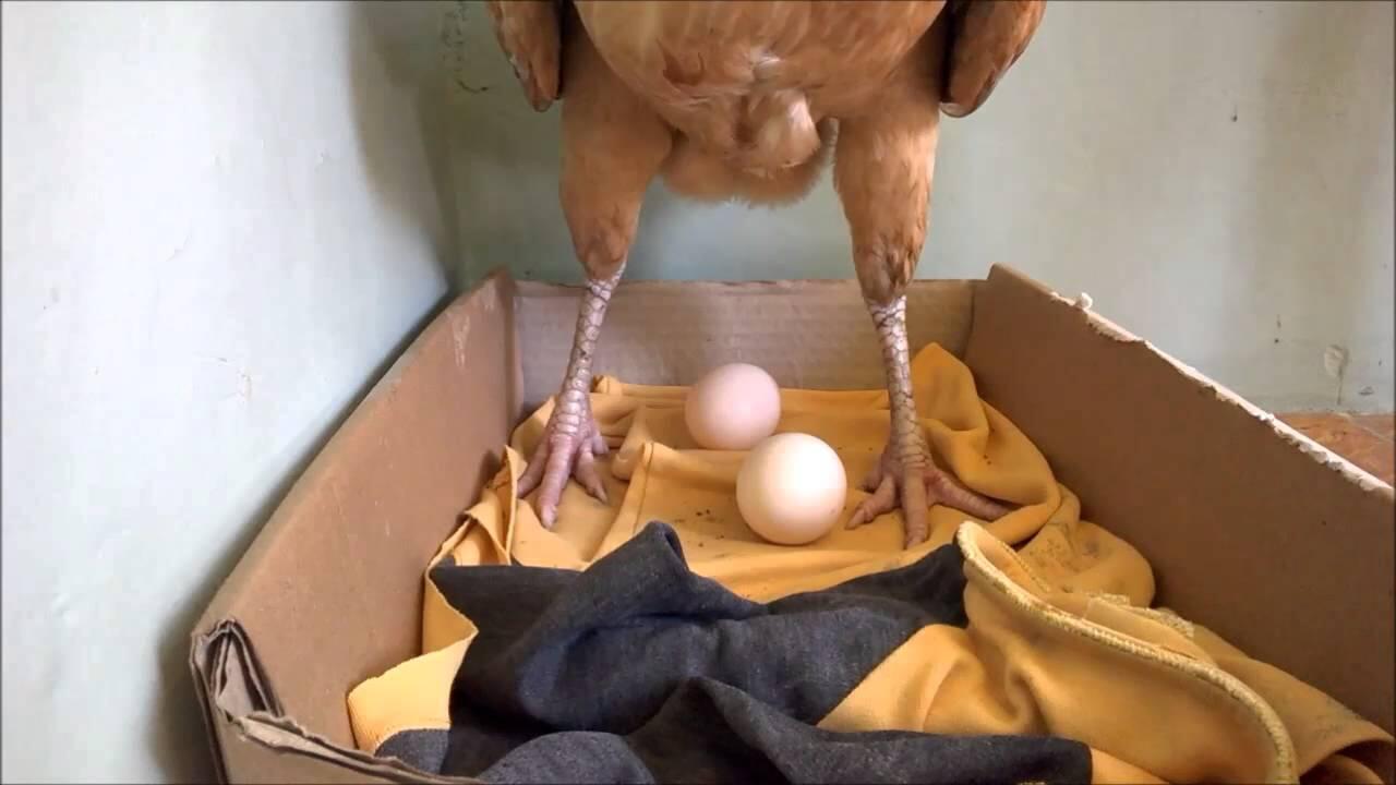 Pemerintah Sebut Kenaikan Harga Telur Disebabkan Anak Ayam KASKUS