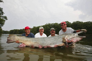 TOP 5 Ikan Air Tawar Yang Buas, Ganas, Bahkan Mematikan