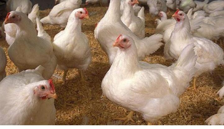 Harga Daging Ayam Broiler di Kupang Tembus Rp 120.000 Per Ekor, Apa Penyebabnya?